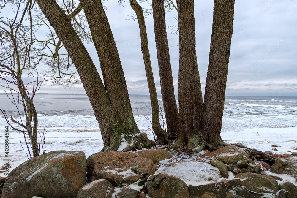 Fototapeta premium View of the snowy Gulf of Finland through the trees