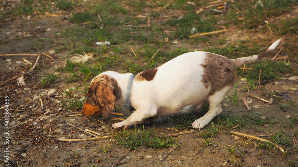 Brown mongrel puppy posing. Brown mongrel puppy posing.