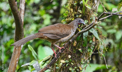 Speckled chachalaca (Ortalis guttata), Copalinga, Podocarpus National Park, Zamora, Ecuador photo
