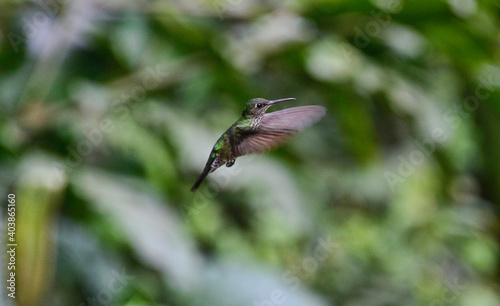 Green hermit hummingbird (Phaethornis guy), Copalinga, Podocarpus National Park, Zamora, Ecuador © raquelm.