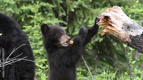 Black bear in the Canadian Rockies