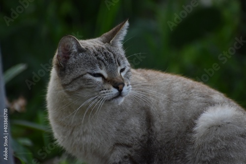 Wallpaper Mural Gato blanco en el pasto Torontodigital.ca