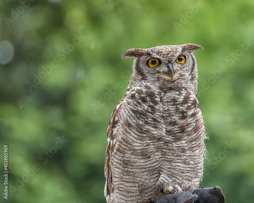 South American great horned owl, Bubo virginianus jacurutu, the Colombian great horned owl, Venezuelan great horned owl, desert great horned owl photo