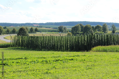 Blick auf die Hopfenfelder bei Bad Gögging in Bayern photo