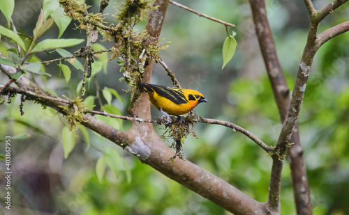 Golden tanager (Tangara arthus), Podocarpus National Park, Zamora, Ecuador photo