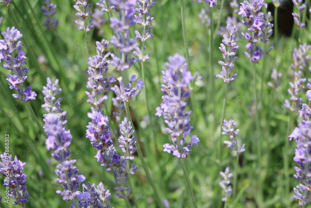 Obraz premium Flowers of lavender