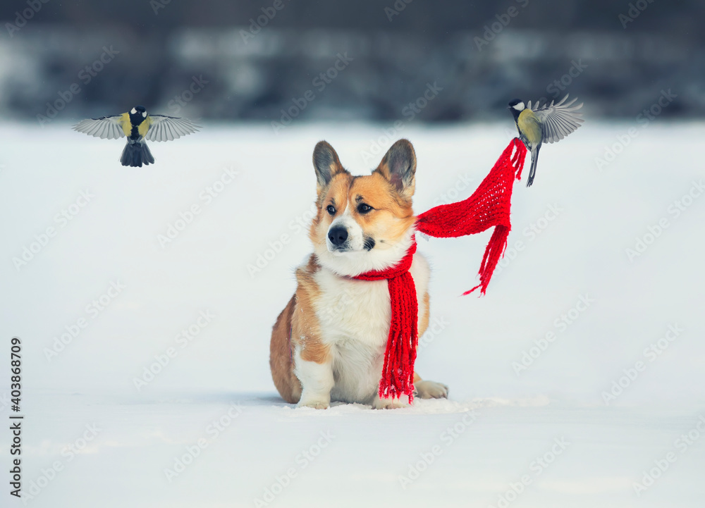 funny greeting card with bird tits tie the red scarf of a cute corgi dog in a winter park in the snow funny greeting card with bird tits tie the red scarf of a cute corgi dog in a winter park in the snow