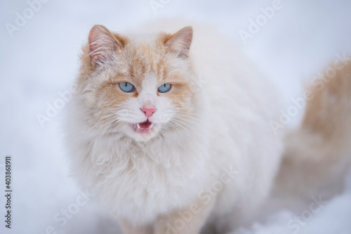 A white fluffy cat with blue eyes meows in the snow . The concept of pets