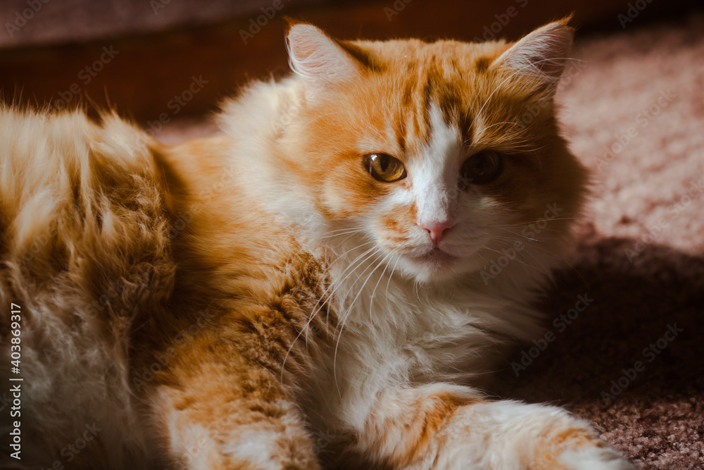 A huge fluffy ginger cat lies on the floor. Country ginger cat