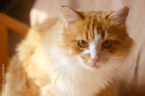 Fluffy yellow cat. Portrait of a bright red fluffy cat, selective focus