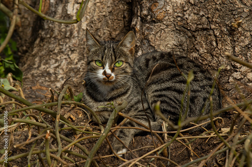 Grey cat with green eyes disquises itself against a tree photo