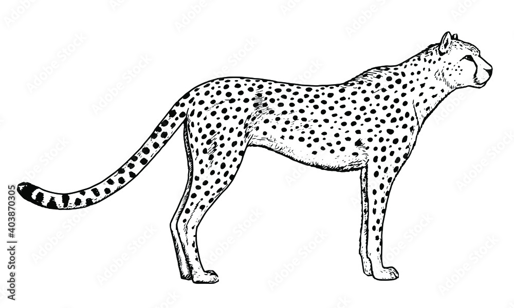 Drawing of cheetah - hand sketch of wild cat. Drawing of cheetah - hand sketch of wild cat.