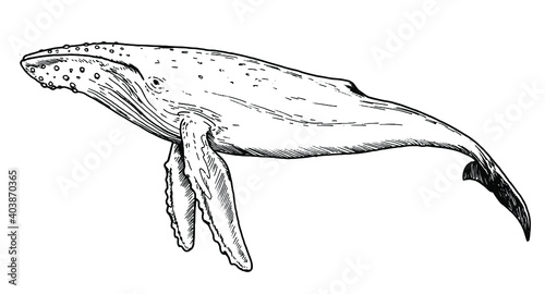 Drawing of humpback whale - hand sketch of water mammal