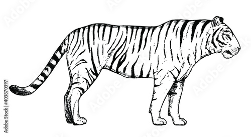 Drawing of tiger - hand sketch of wild cat.