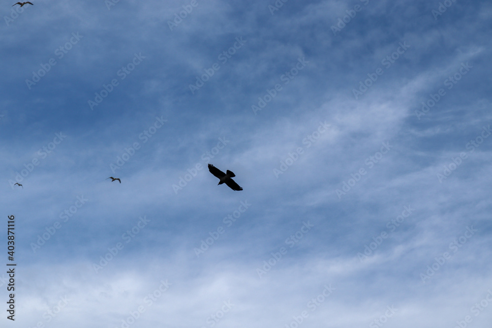 birds flying in the sky