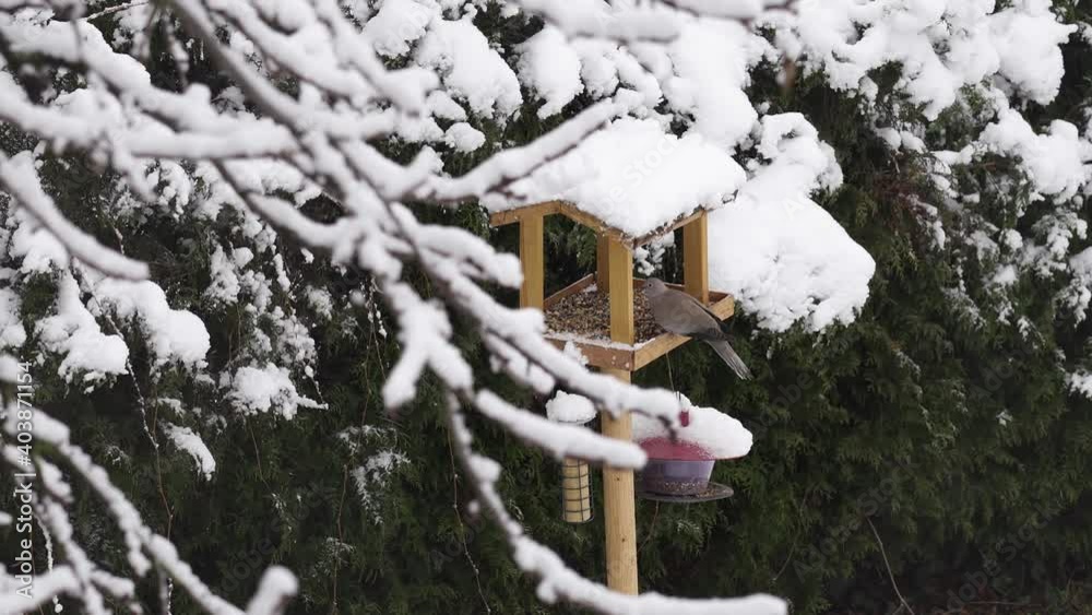 Eurasian collared dove (Streptopelia decaocto) eating oil seeds and cereal grain from a wooden feeder. Two other doves flying around the feeder in winter time Eurasian collared dove (Streptopelia decaocto) eating oil seeds and cereal grain from a wooden feeder. Two other doves flying around the feeder in winter time