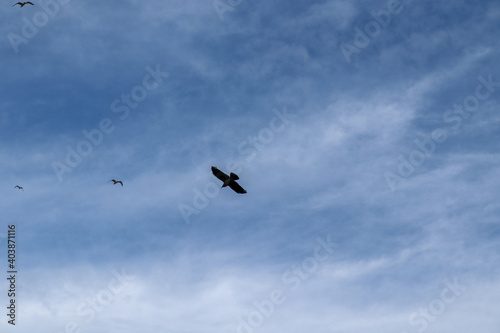 birds flying in the sky