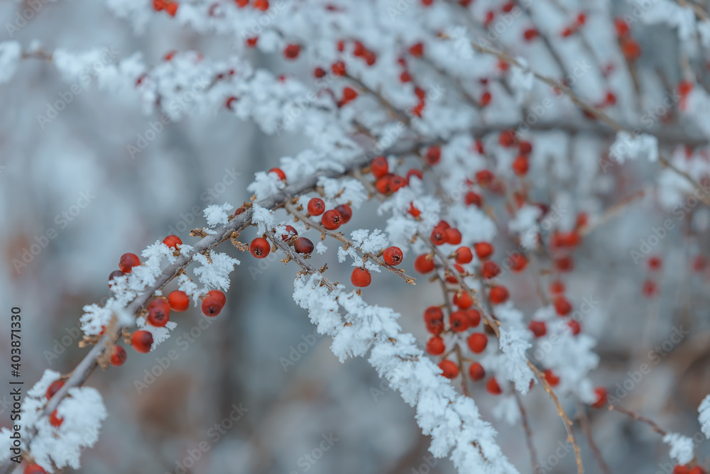 Red berries on a frozen branch for background Red berries on a frozen branch for background