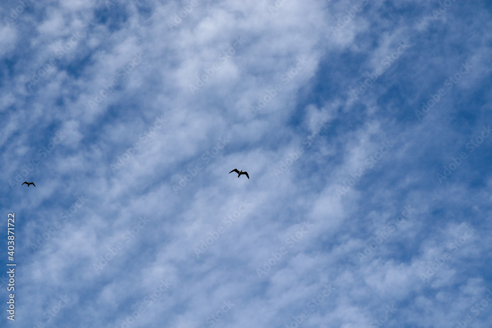 birds in flight