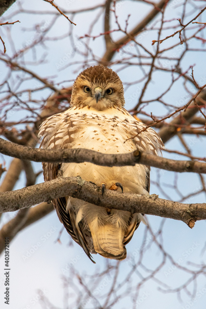 Obraz premium What are you looking at?