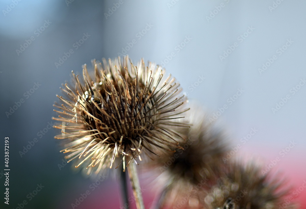 Vertrocknete Blüte einer Klette Vertrocknete Blüte einer Klette