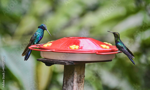 Sparkling violetear hummingbird (Colibri coruscans) at a feeder, Podocarpus National Park, Zamora, Ecuador photo