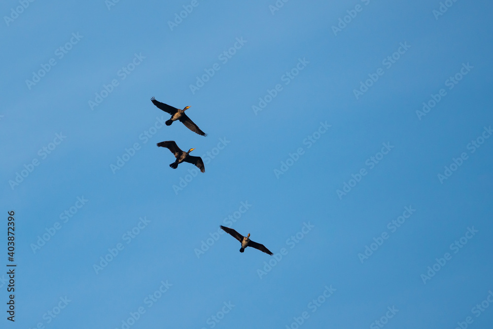 Fototapeta premium Flying cormorants against the blue sky. Animal