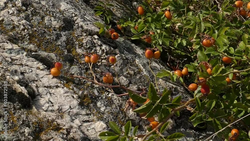 Rosehip close up in slow motion. Medicinal plants. Gifts of nature. Rosehip close up in slow motion. Medicinal plants. Gifts of nature.