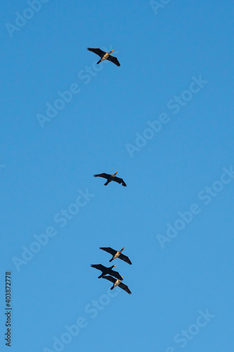 Flying cormorants against the blue sky. Animal