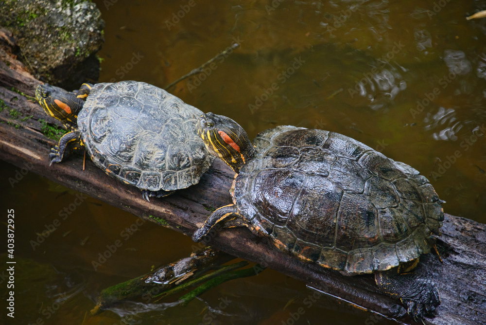Red-eared slider turtle (Trachemys scripta), Ecuador Red-eared slider turtle (Trachemys scripta), Ecuador