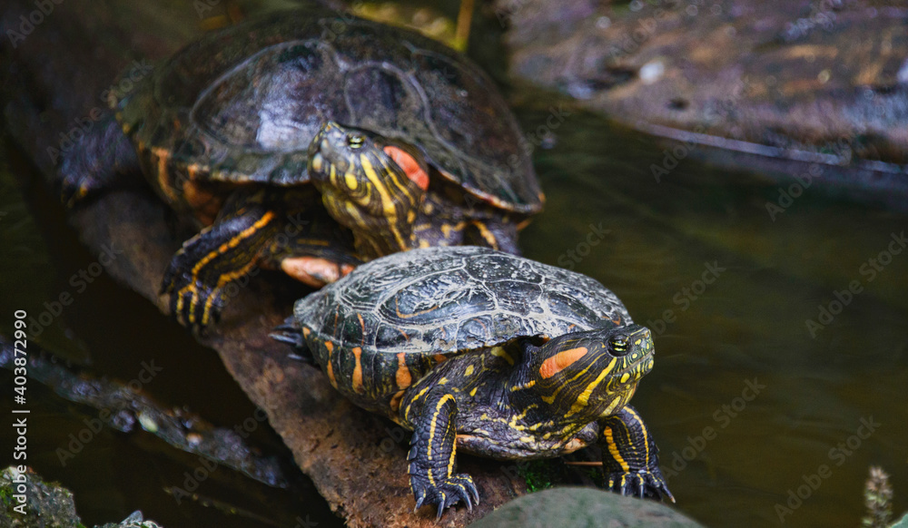 Fototapeta premium Red-eared slider turtle (Trachemys scripta), Ecuador