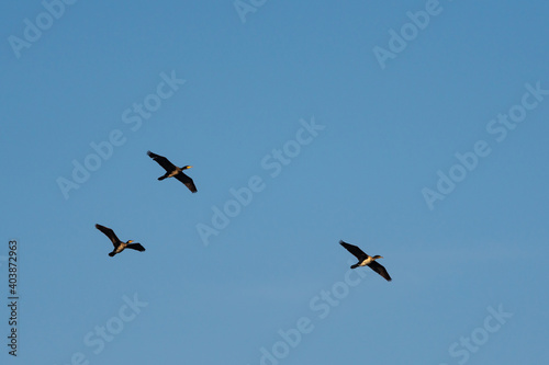 Flying cormorants against the blue sky. Animal © k_samurkas