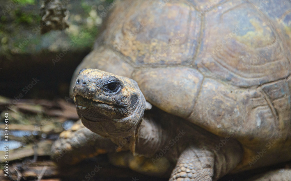 Galápagos giant tortoise (Chelonoidis nigra), Ecuador Galápagos giant tortoise (Chelonoidis nigra), Ecuador