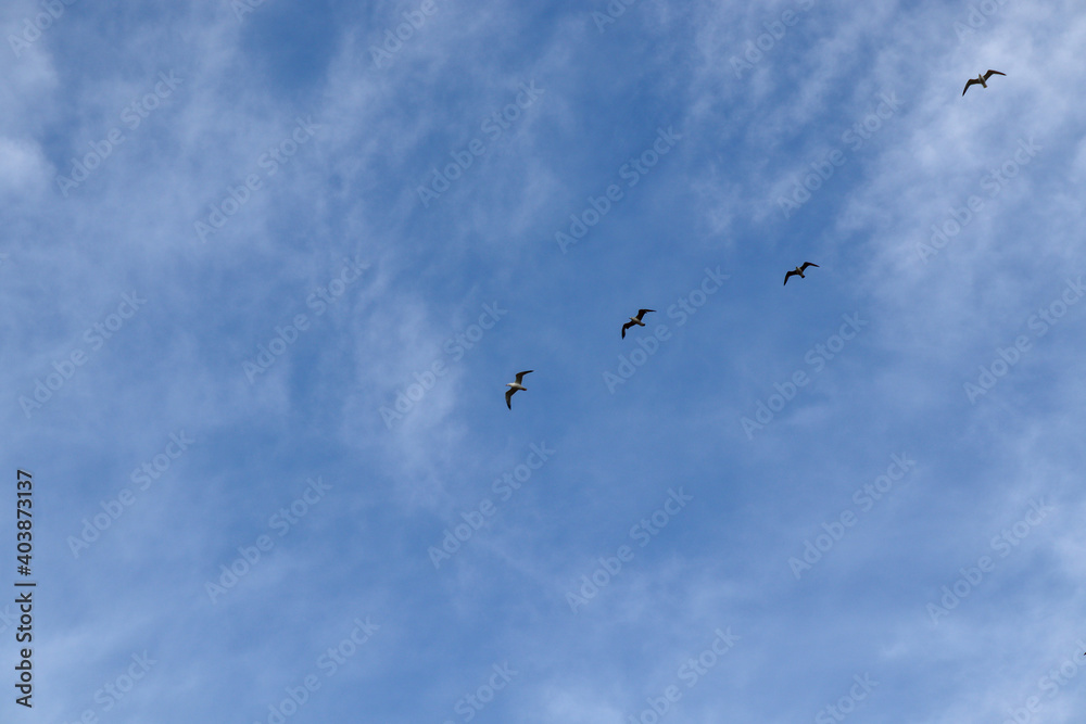birds in flight birds in flight