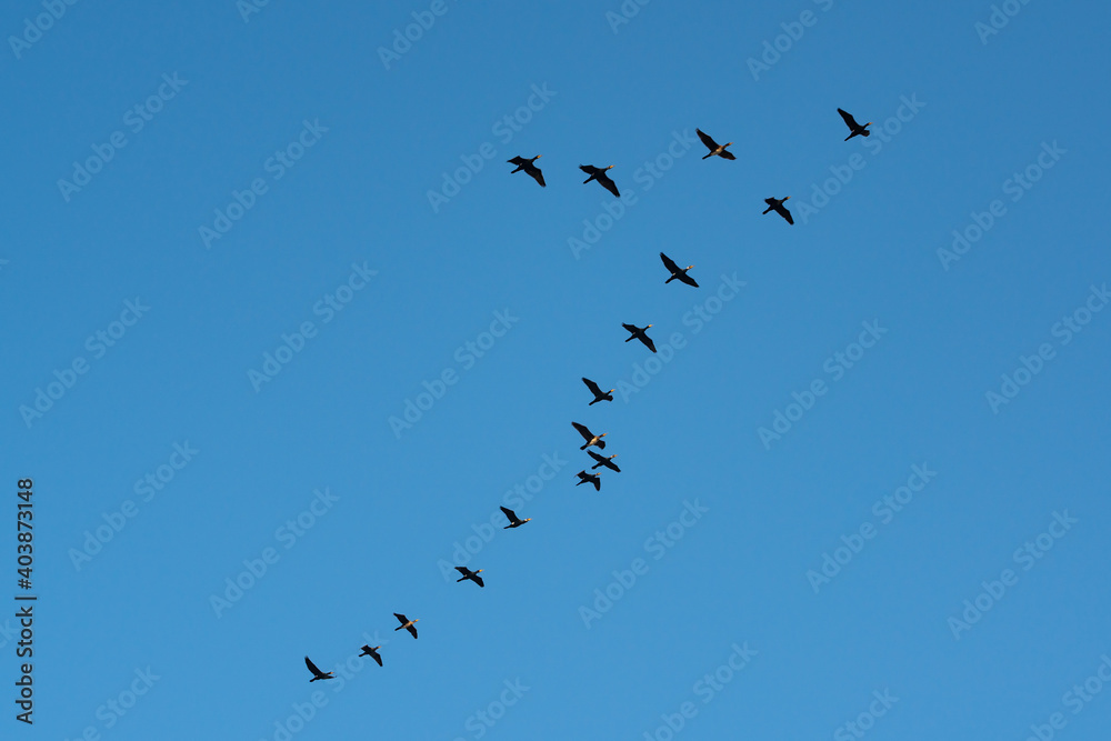 Fototapeta premium Flying cormorants against the blue sky. Animal