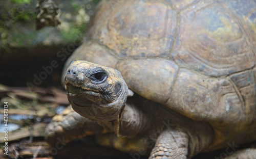 Galápagos giant tortoise (Chelonoidis nigra), Ecuador © raquelm.