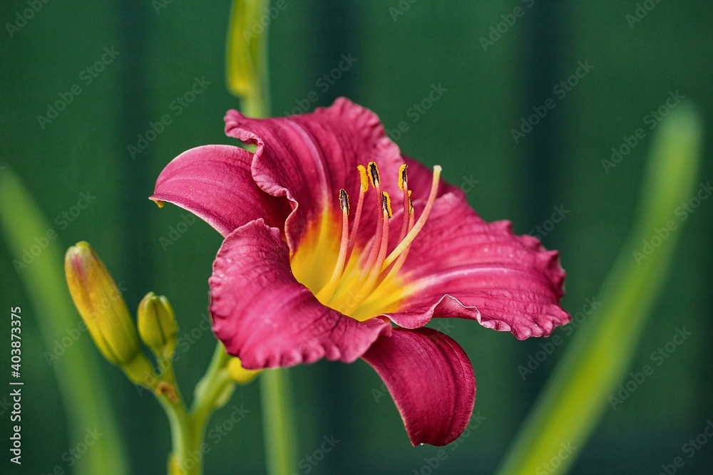 Macro photo of daylily -Hemerocallis Macro photo of daylily -Hemerocallis