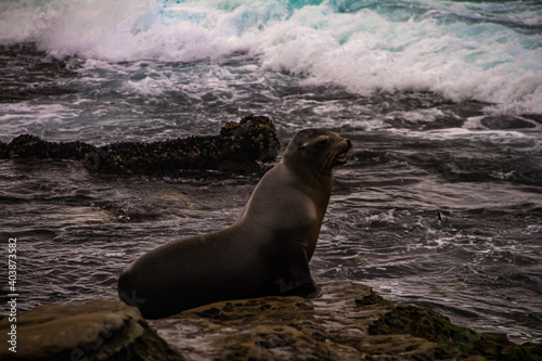 Sealion  San Diego