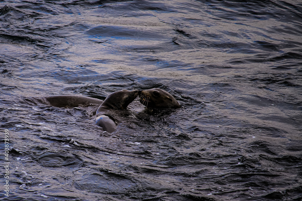Naklejka premium Sealion San Diego