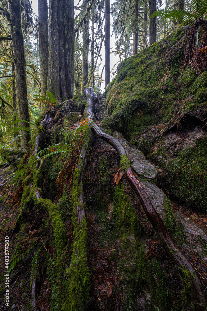 Obraz premium Tree on the Marymere Fall Trail, Olympic National Park, WA