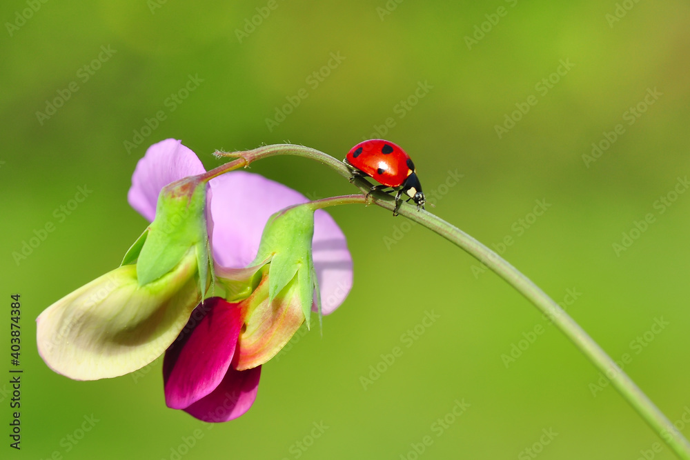 Fototapeta premium Beautiful ladybug on leaf defocused background
