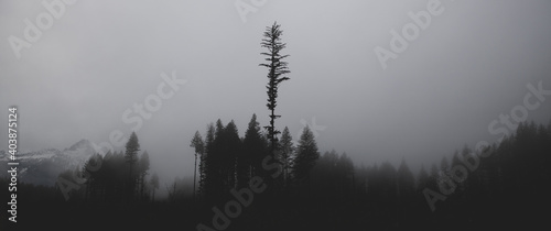 A foggy forest in nature filled with trees