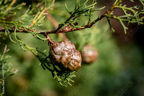 Cones on a Cypress Tree