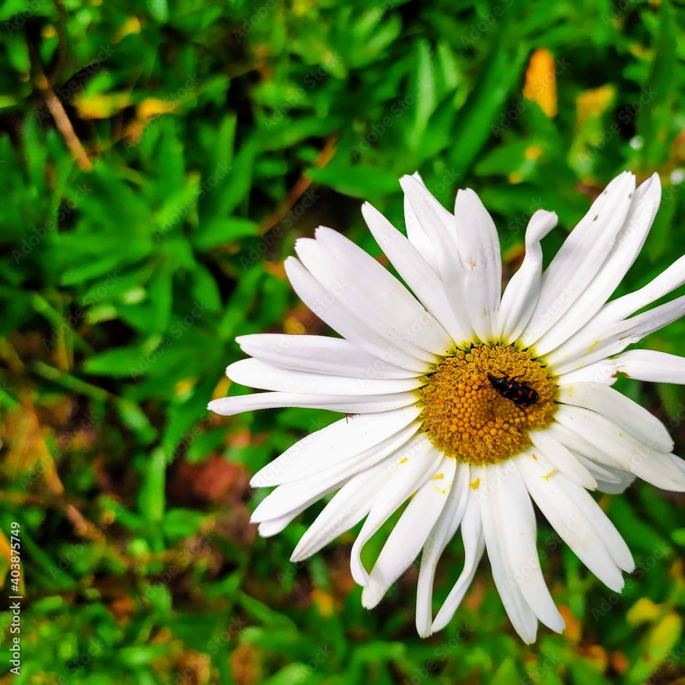 Fototapeta premium DAISY FLOWERS