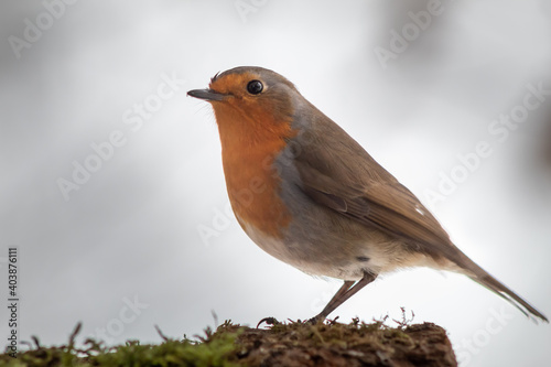 A robin is perched on a mossy log.