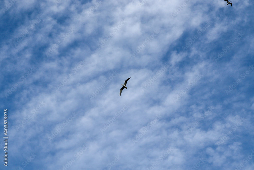 Fototapeta premium seagull in flight