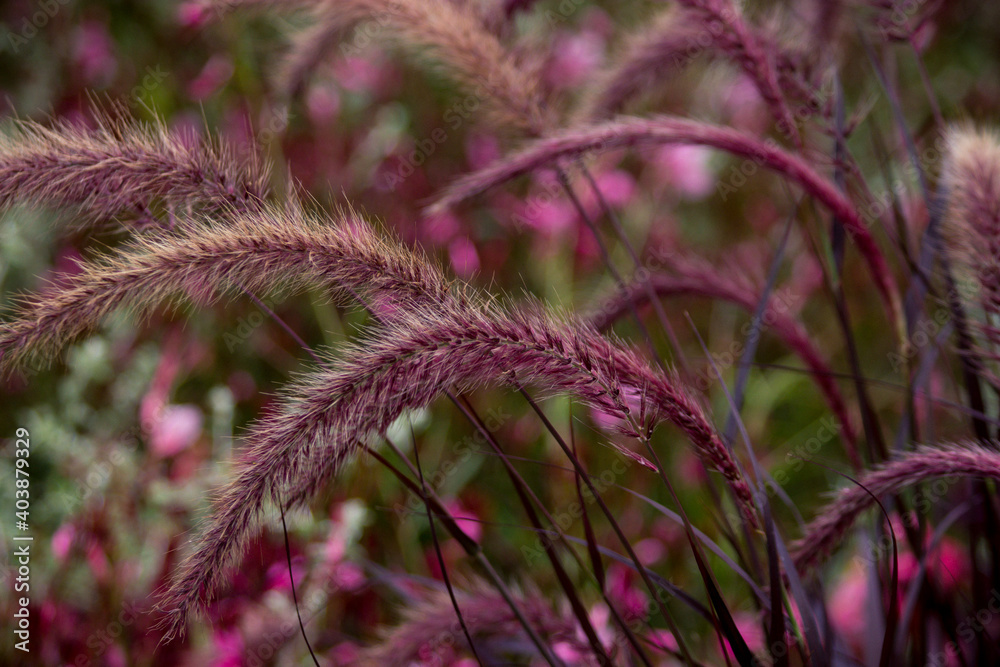 grass 
