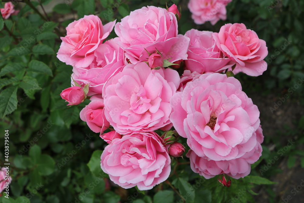 Pink climbing roses in the garden in Germany