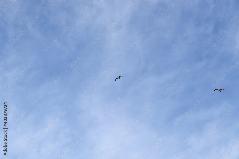 birds in the sky birds in the sky