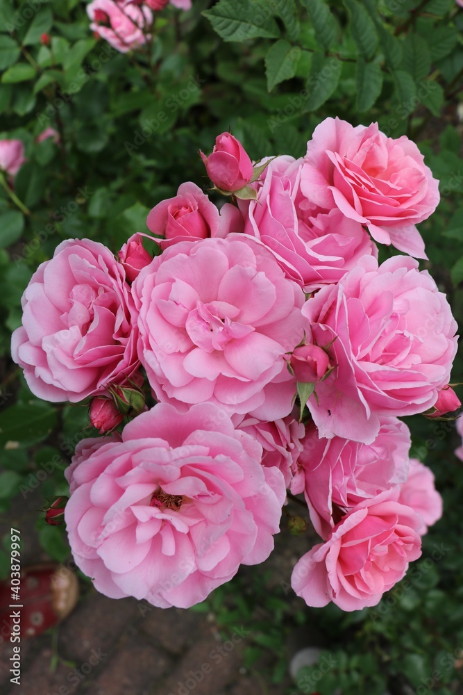Pink climbing roses in summer, Germany
